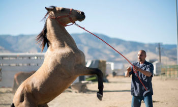 Mustang, primer avance